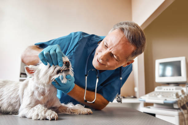 Best Emergency Root Canal Treatment in Washington, PA